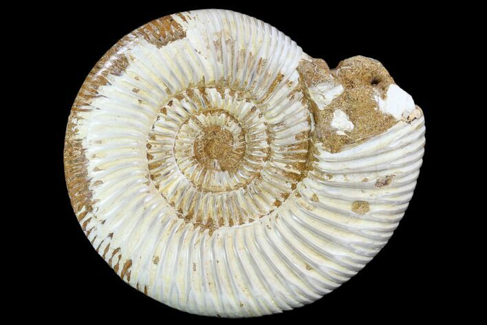 Polished Jurassic Ammonite (Perisphinctes) - Madagascar #104952